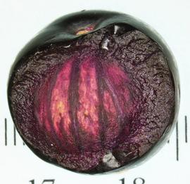   Fruit:   Prunus  sp., part of pericarp removed to show endocarp; Photo by N. Diaz, USDA APHIS PPQ, imageID.idtools.org
