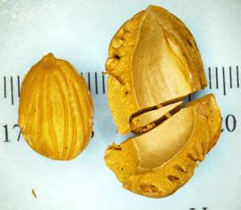   Seed:   Prunus  sp., seed (left) and broken endocarp (right); Photo by N. Diaz, USDA APHIS PPQ, imageID.idtools.org
