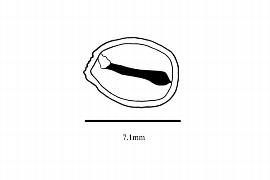  Embryo:  Froesia tricarpa ; Illustration by K. Parker, Kirkbride et al. (2006)
