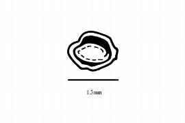  Embryo:  Lacunaria jenmani ; Illustration by K. Parker, Kirkbride et al. (2006)
