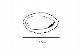  Embryo:  Quiina florida ; Illustration by K. Parker, Kirkbride et al. (2006)
