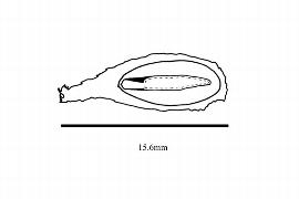  Embryo:  Touroulia guianensis ; Illustration by K. Parker, Kirkbride et al. (2006)
