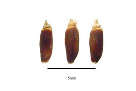   Seeds:   Coleocarya gracilis ; Photo by R. Gibbons, USDA APHIS PPQ, Kirkbride et al. (2006) 
