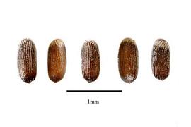   Seeds:   Restio amblycoleus ; Photo by R. Gibbons, USDA APHIS PPQ, Kirkbride et al. (2006) 
