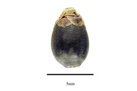   Fruit:   Willdenowia teres ; Photo by R. Gibbons, USDA APHIS PPQ, Kirkbride et al. (2006) 
