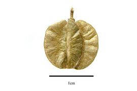   Fruit:   Crumenaria erecta ; Photo by R. Gibbons, USDA APHIS PPQ, Kirkbride et al. (2006)
