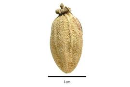  Fruit:  Macarisia pyramidata ; Photo by R. Gibbons, USDA APHIS PPQ, Kirkbride et al. (2006)
