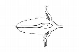  Embryo:  Rhizophora mangle ; Illustration by K. Parker, Kirkbride et al. (2006)
