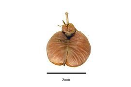  Fruit:  Rhynchocalyx lawsonioides ; Photo by R. Gibbons, USDA APHIS PPQ, Kirkbride et al. (2006)
