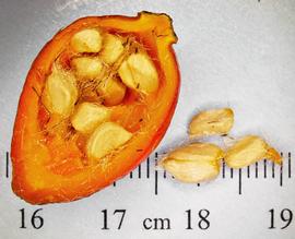   Fruits:   Rosa  sp., enlarged hypanthium (rosehip) in longitudinal section, showing achenes inside; Photo by N. Diaz, USDA APHIS PPQ, imageID.idtools.org
