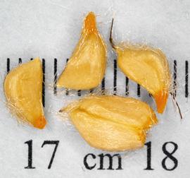   Fruit:   Rosa  sp., achenes; Photo by N. Diaz, USDA APHIS PPQ, imageID.idtools.org
