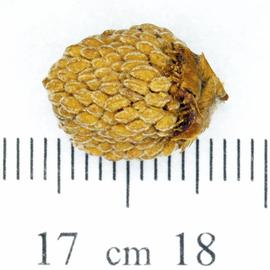   Fruits:   Rubus  sp.; Photo by N. Diaz, USDA APHIS PPQ, imageID.idtools.org
