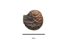  Fruit:  Sabia pauciflora ; Photo by R. Gibbons, USDA APHIS PPQ, Kirkbride et al. (2006)
