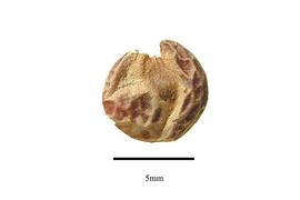  Seed:  Sabia pauciflora ; Photo by R. Gibbons, USDA APHIS PPQ, Kirkbride et al. (2006)
