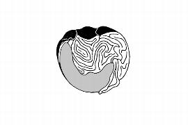  Embryo:  Ophiocaryon heterophyllum ; Illustration by K. Parker, Kirkbride et al. (2006)
