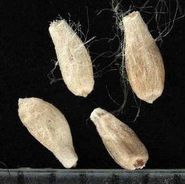   Seeds:   Salix  sp.; Photo by R. Young, USDA APHIS PPQ, imageID.idtools.org
