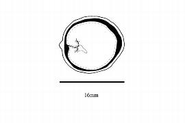  Embryo:  Dobera glabra ; Illustration by K. Parker, Kirkbride et al. (2006)
