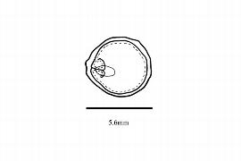  Embryo:  Salvadora persica ; Illustration by K. Parker, Kirkbride et al. (2006)
