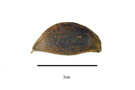  Fruit:  Madhuca longifolia ; Photo by R. Gibbons, USDA APHIS PPQ, Kirkbride et al. (2006)
