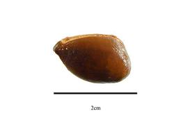  Seed:  Manilkara zapota ; Photo by R. Gibbons, USDA APHIS PPQ, Kirkbride et al. (2006)
