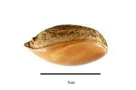  Seed:  Pouteria sapota ; Photo by R. Gibbons, USDA APHIS PPQ, Kirkbride et al. (2006)
