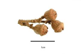  Fruit:  Sarcolaena multiflora ; Photo by R. Gibbons, USDA APHIS PPQ, Kirkbride et al. (2006)
