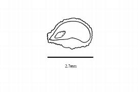  Embryo:  Sarracenia minor ; Illustration by K. Parker, Kirkbride et al. (2006)
