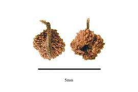  Fruit:  Saururus cernuus ; Photo by R. Gibbons, USDA APHIS PPQ, Kirkbride et al. (2006)
