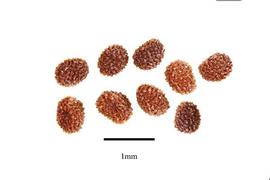  Seeds:  Kickxia elatine ; Photo by R. Gibbons, USDA APHIS PPQ, Kirkbride et al. (2006)
