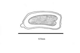  Embryo:  Bacopa decumbens ; Illustration by K. Parker, Kirkbride et al. (2006)
