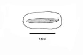  Embryo:  Limnophila sessiliflora ; Illustration by K. Parker, Kirkbride et al. (2006)
