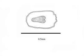  Embryo:  Mecardonia dianthera ; Illustration by K. Parker, Kirkbride et al. (2006)
