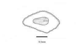  Embryo:  Striga asiatica ; Illustration by K. Parker, Kirkbride et al. (2006)
