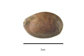  Fruit:  Simarouba berteroana ; Photo by R. Gibbons, USDA APHIS PPQ, Kirkbride et al. (2006)
