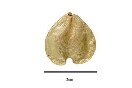  Fruit:  Soulamea amara ; Photo by R. Gibbons, USDA APHIS PPQ, Kirkbride et al. (2006)
