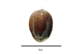  Seed:  Simmondsia chinensis ; Photo by R. Gibbons, USDA APHIS PPQ, Kirkbride et al. (2006)
