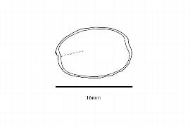  Embryo:  Simmondsia chinensis ; Illustration by K. Parker, Kirkbride et al. (2006)
