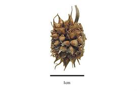   Infructescence:   Sparganium americanum;  Photo by R. Gibbons, USDA APHIS PPQ, Kirkbride et al. (2006) 
