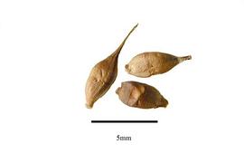   Fruits:   Sparganium americanum ; Photo by R. Gibbons,  USDA APHIS PPQ, Kirkbride et al. (2006) 
