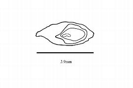   Embryo:   Sparganium americanum ; Illustration by K. Parker, Kirkbride et al. (2006) 
