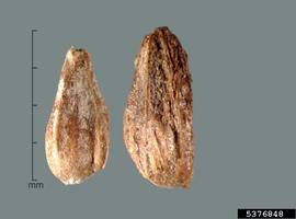   Seeds:   Sparganium erectum ; Photo by J. Scher, Federal Noxious Weed Disseminules of the US
