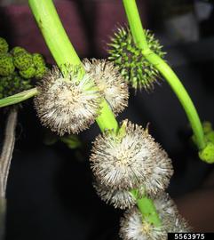   Inflorescences:   Sparganium erectum ; Photo by S.L. Winterton, Aquarium and Pond Plants of the World
