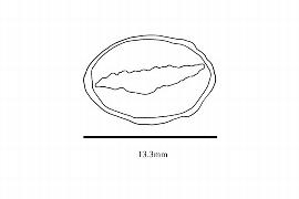  Embryo:  Sphenostemon papuanus ; Illustration by K. Parker, Kirkbride et al. (2006)
