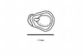  Embryo:  Stachyurus praecox ; Illustration by K. Parker, Kirkbride et al. (2006)
