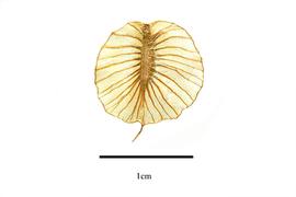  Fruit:  Tripterococcus brunonis ; Photo by R. Gibbons, USDA APHIS PPQ, Kirkbride et al. (2006)
