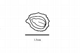  Embryo:  Macgregoria racemigera ; Illustration by K. Parker, Kirkbride et al. (2006)
