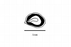  Embryo:  Bowenia spectabilis ; Illustration by K. Parker, Kirkbride et al. (2006)
