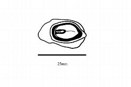  Embryo:  Stangeria eriopus ; Illustration by K. Parker, Kirkbride et al. (2006)
