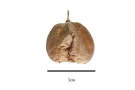  Fruit:  Staphylea trifolia ; Photo by R. Gibbons, USDA APHIS PPQ, Kirkbride et al. (2006)
