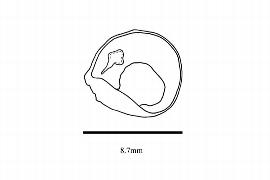  Embryo:  Huertea cubensis ; Illustration by K. Parker, Kirkbride et al. (2006)
